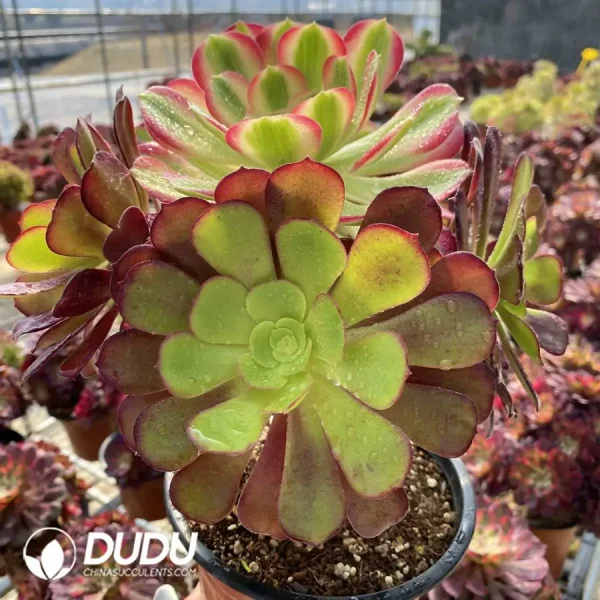 1756122773-e203-45-1.webp Aeonium European Purple Grafted Pink Witch No.2 - Image 3