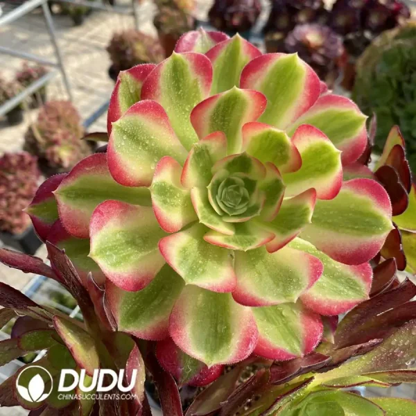 1756122774-e204-9.webp Aeonium European Purple Grafted Pink Witch No.2 - Image 4