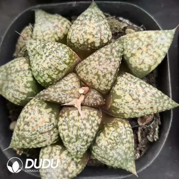 Haworthia Black White Silver - Image 1