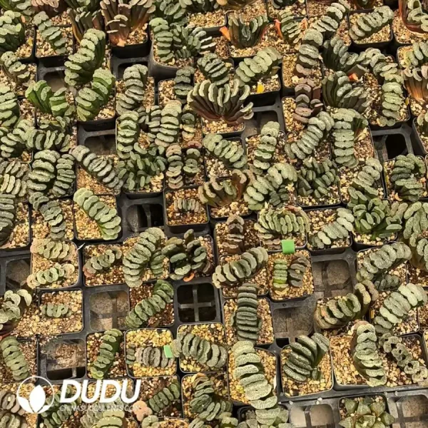 Haworthia Seed Grown Truncata - Image 1