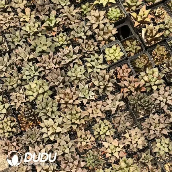 Haworthia Seed Grown Emelyae - Image 1