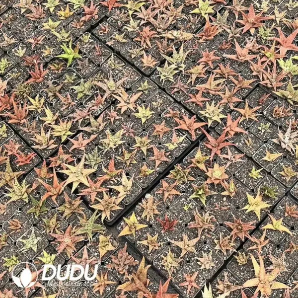 Horticultural Aloe - Image 1