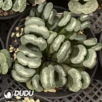 Haworthia Truncata Cluster(Scattered Clustering)