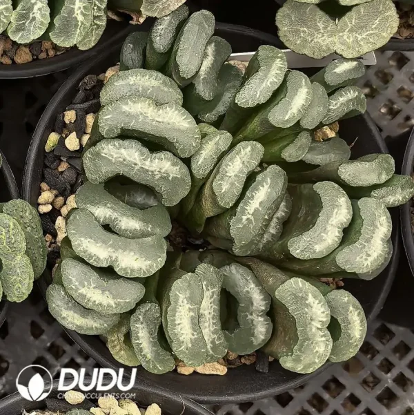 1756122791-e201-370-1.webp Haworthia Truncata Cluster(Scattered Clustering) - Image 1