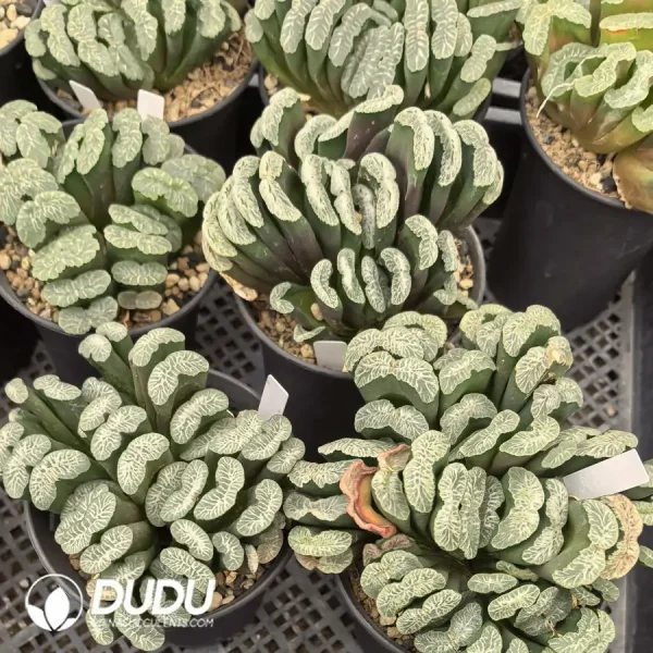 1756122792-e202-335-1.webp Haworthia Truncata Cluster(Scattered Clustering) - Image 2