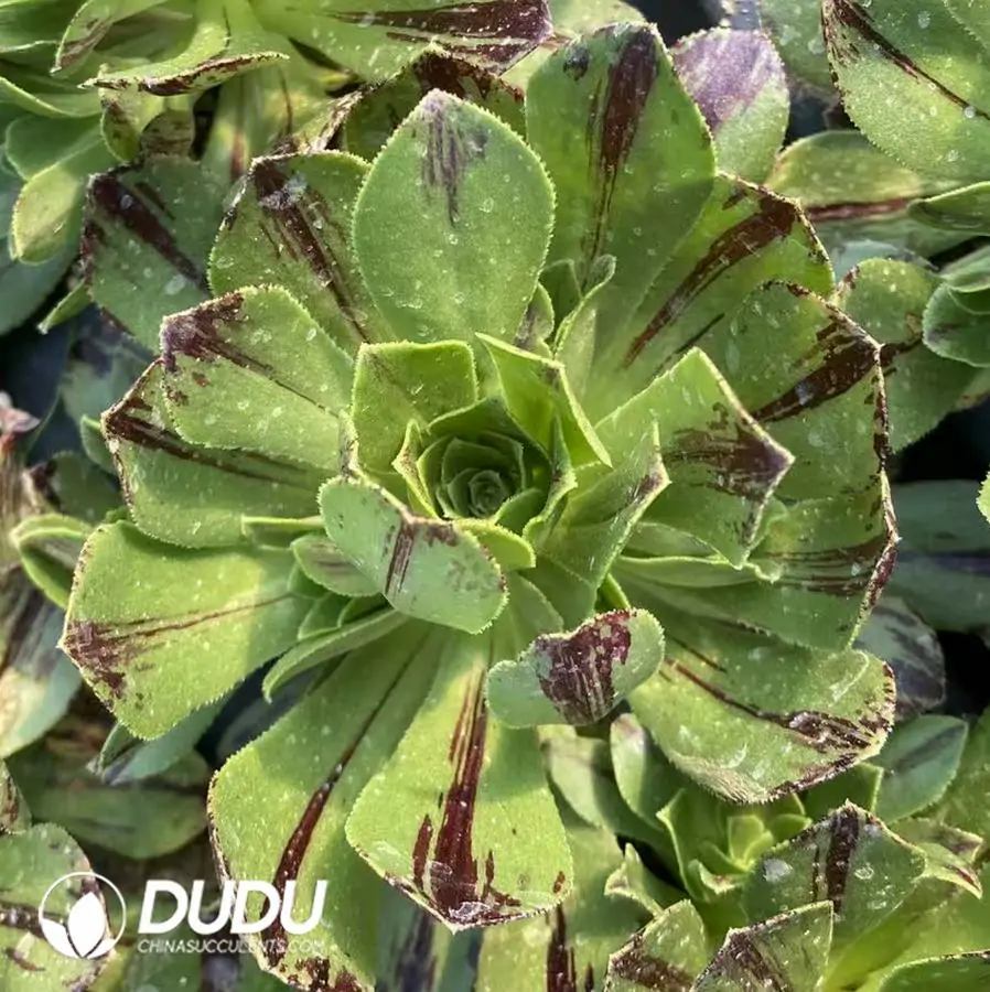 1756122799-e201-373-1.webp Aeonium Jade Fire Seedling - Image 1