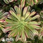 Aeonium Garnet White Variegated Clustering