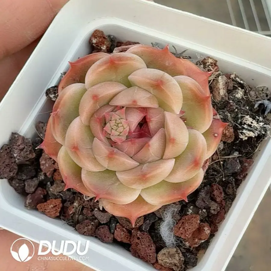 1756122821-e201-382-1.webp Echeveria Honey bean - Image 1