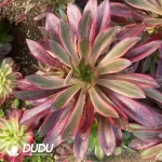 Aeonium Chanel Mutated Clustering