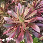 Aeonium Chanel Mutated Clustering - Image 2