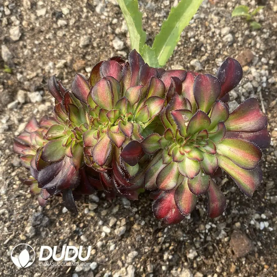 1756122854-e201-400-1.webp Aeonium Sunset Glow Cristata - Image 1