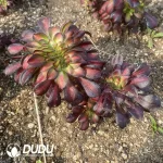 Aeonium Sunset Glow Cristata - Image 2