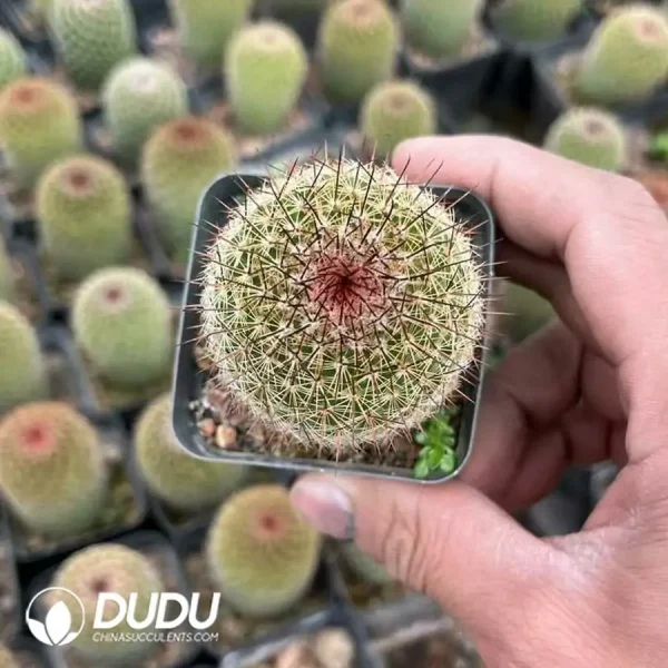 Mammillaria Matuda - Image 1