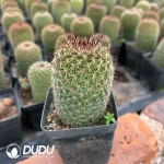 Mammillaria Matuda - Image 2