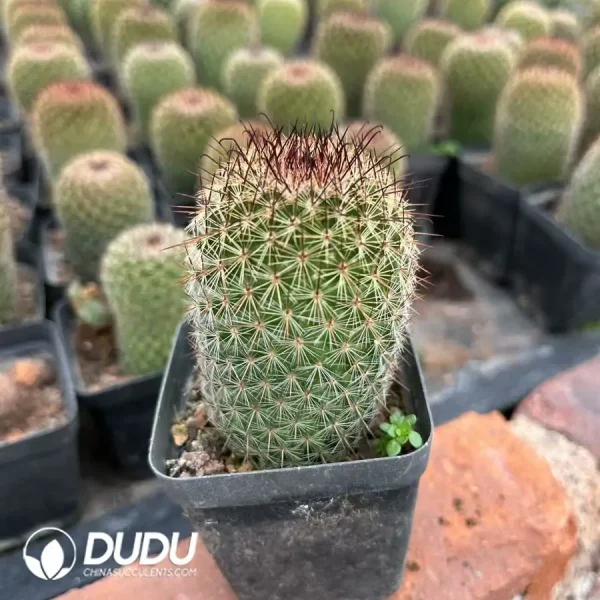 Mammillaria Matuda - Image 2