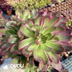 Aeonium Aquaman Clustering