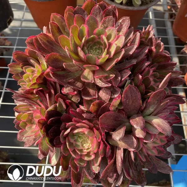1756122897-1745472124-e201.webp Aeonium Black Devil Variegated Clustering - Image 1