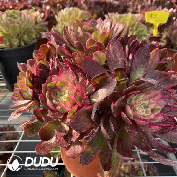 Aeonium Black Devil Variegated Clustering - Image 2