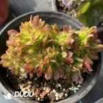 Aeonium Blushing Beauty Cristata