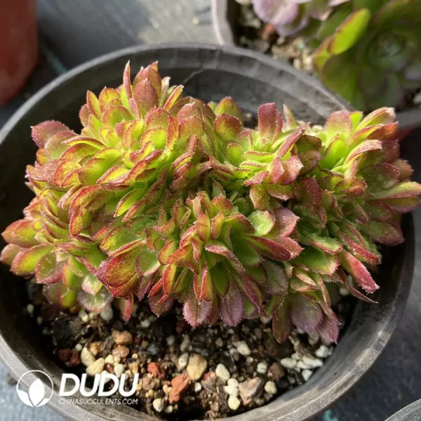 Aeonium Blushing Beauty Cristata - Image 1