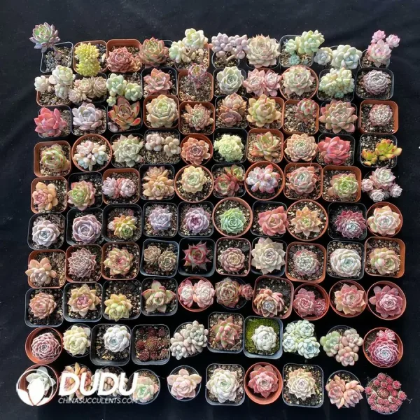 Echeveria Blind Box 100pcs - Image 1