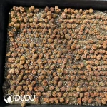 Conophytum 1809/1809.1 (One Tray) - Image 2