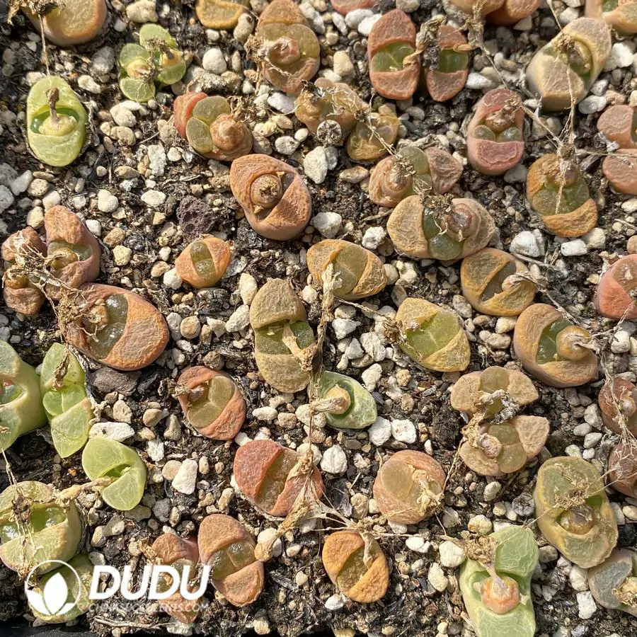 1756122907-1741945302-e201.webp Conophytum Japanese Friedrichiae Mixed (One Tray) - Image 1