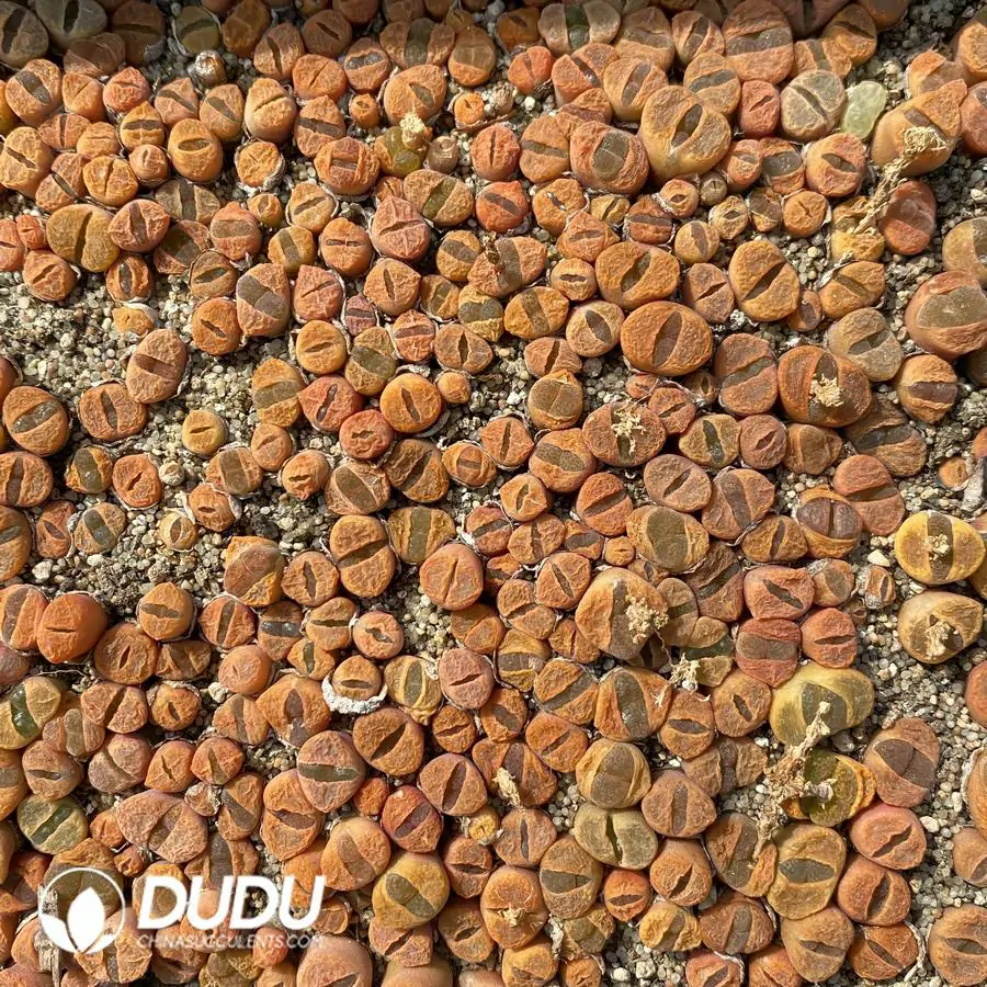 1756122909-1741945311-e201.webp Conophytum Small 1809.1 (One Tray) - Image 1