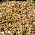 Conophytum Small Friedrichiae Mixed (One Tray)