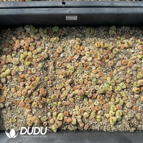 Conophytum Small Friedrichiae Mixed (One Tray) - Image 2