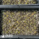 Conophytum 1809.1 (One Tray) - Image 2