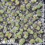 Conophytum 1453.9 Cherry Blossom (One Tray)