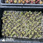 Conophytum 1453.9 Cherry Blossom (One Tray) - Image 2