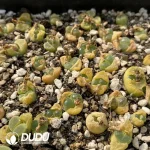 Conophytum 1810.26 (One Tray)