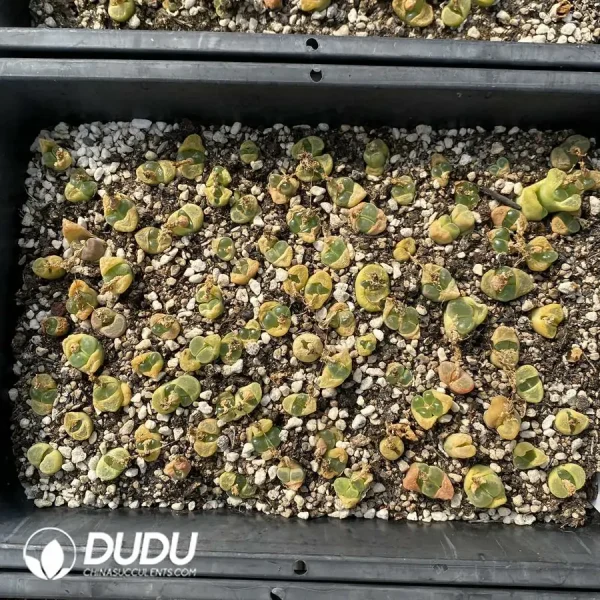 Conophytum 1810.26 (One Tray) - Image 2