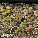 Conophytum 1810.23 (One Tray)