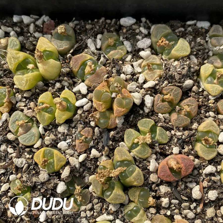 1756122918-1741945365-e201.webp Conophytum 1810.23 (One Tray) - Image 1