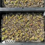 Conophytum 1810.23 (One Tray) - Image 2