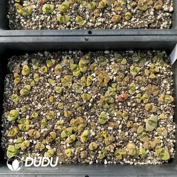 Conophytum 1810.23 (One Tray) - Image 2