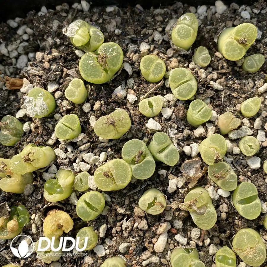 1756122923-1741945475-e201.webp Conophytum 1453 (One Tray) - Image 1