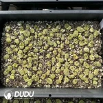 Conophytum 1453 (One Tray) - Image 2