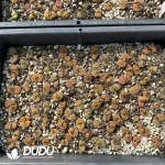 Conophytum Strawberry Mixed (One Tray) - Image 2