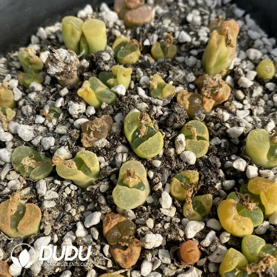 1756122928-1741945584-e201.webp Conophytum 1797.85 (One Tray) - Image 1