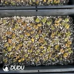 Conophytum 1797.85 (One Tray) - Image 2