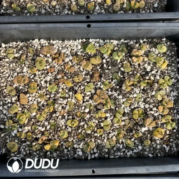 Conophytum 1797.85 (One Tray) - Image 2