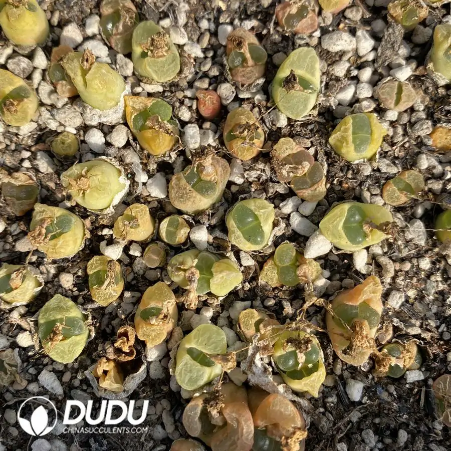 1756122930-1741945620-e201.webp Conophytum 1802.84 Jichuang (One Tray) - Image 1