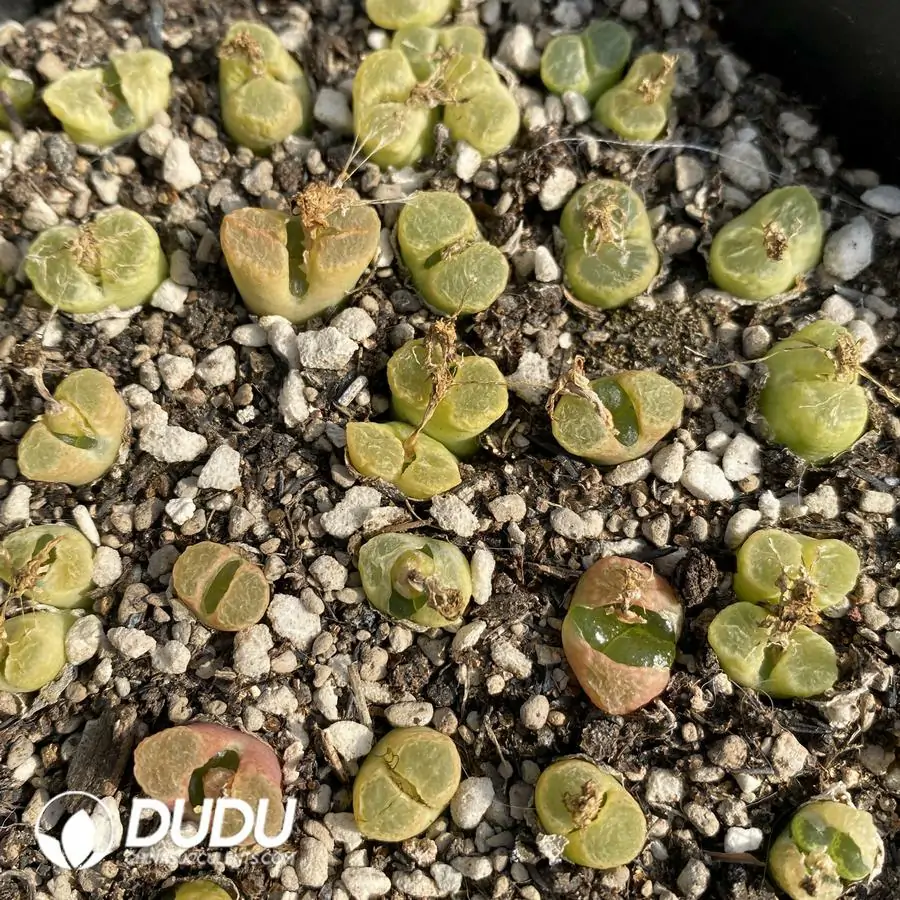 1756122932-1741945658-e201.webp Conophytum 1453.71 Goldeneye (One Tray) - Image 1