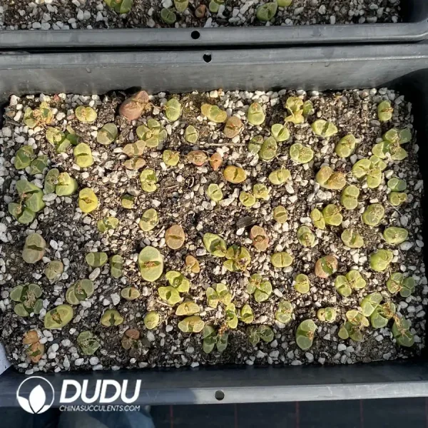 Conophytum 1453.71 Goldeneye (One Tray) - Image 2