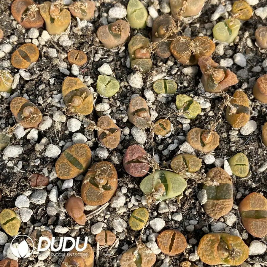 1756122934-1741945697-e201.webp Conophytum 1809.5 (One Tray) - Image 1