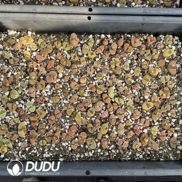 Conophytum 1809.5 (One Tray) - Image 2